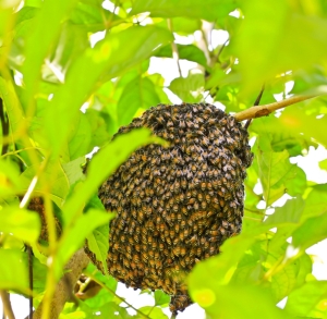 Optimized-bees nest1