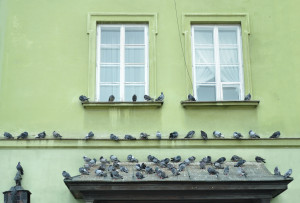 pigeons roosting