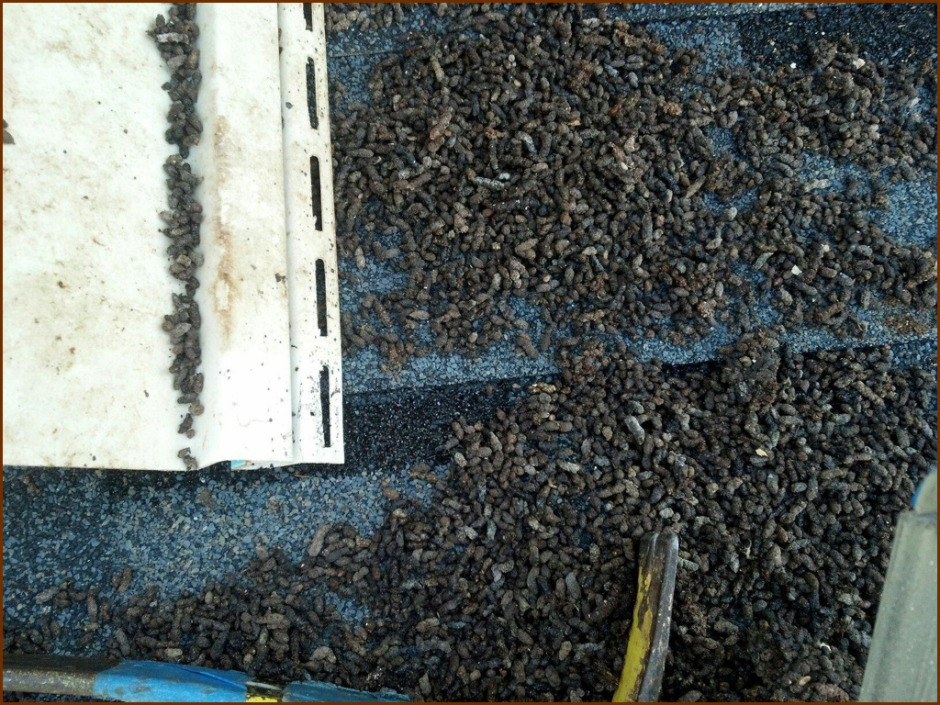 Bat Guano Cleanup, Wildlife Removal