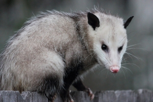 Optimized-opossum1